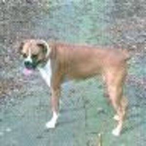 Meet your Posher, Patrick